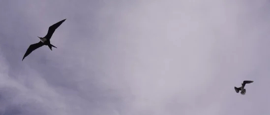 画像の表示