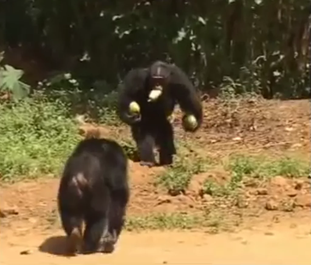 直立二足歩行で運ぶチンパンジーの動画