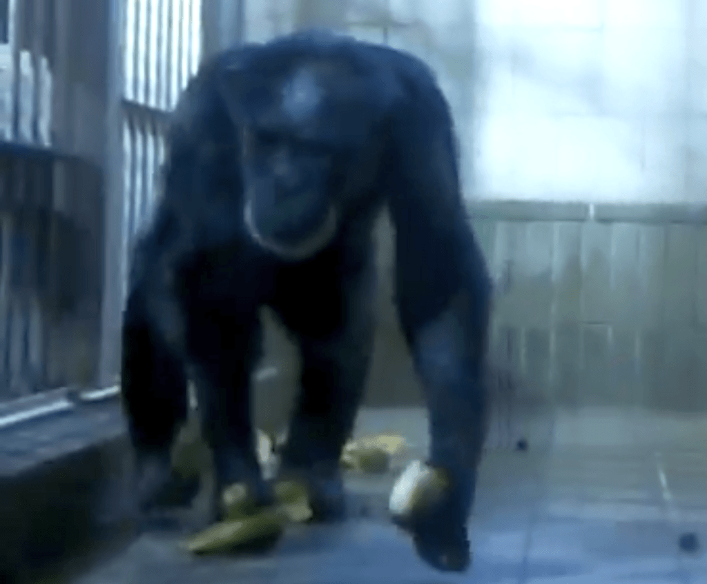 chimpanzee-has-four-hands-hide40301able