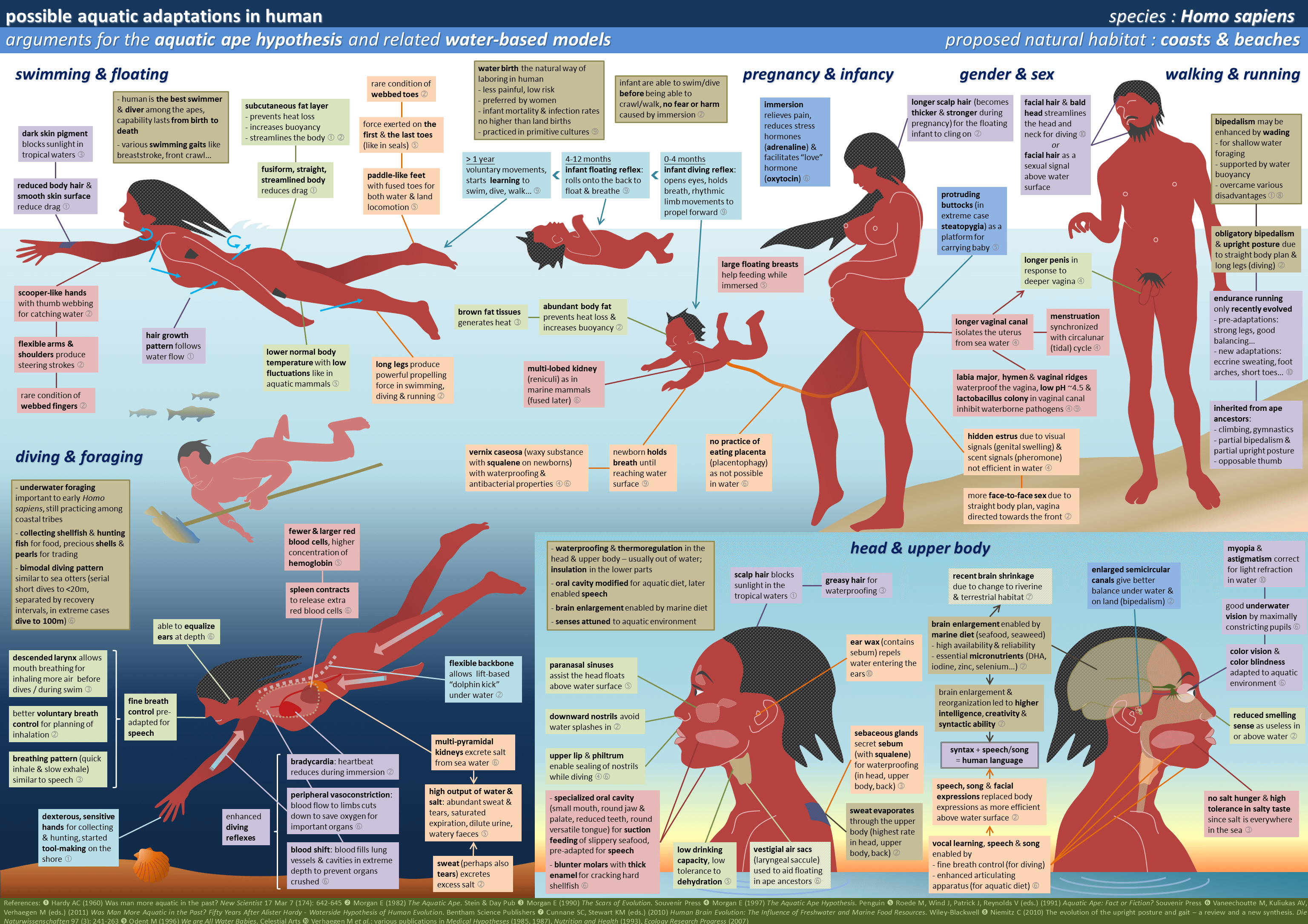 human-aquatic-adaptations