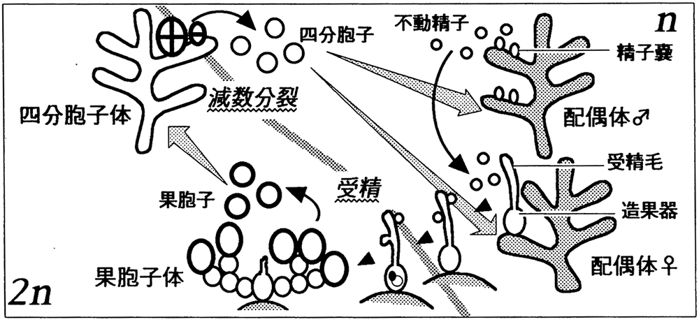 紅藻の生活史模式図の表示